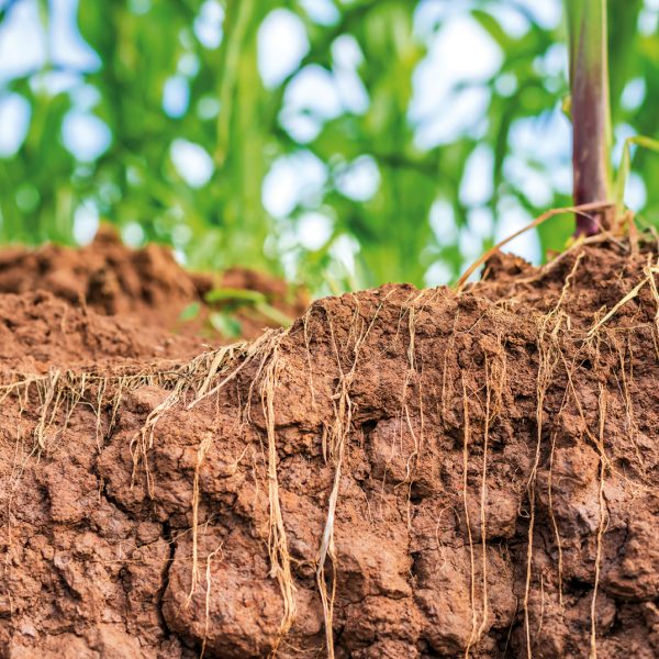 Macro root of young corn in field and texture of soil. Environment concept